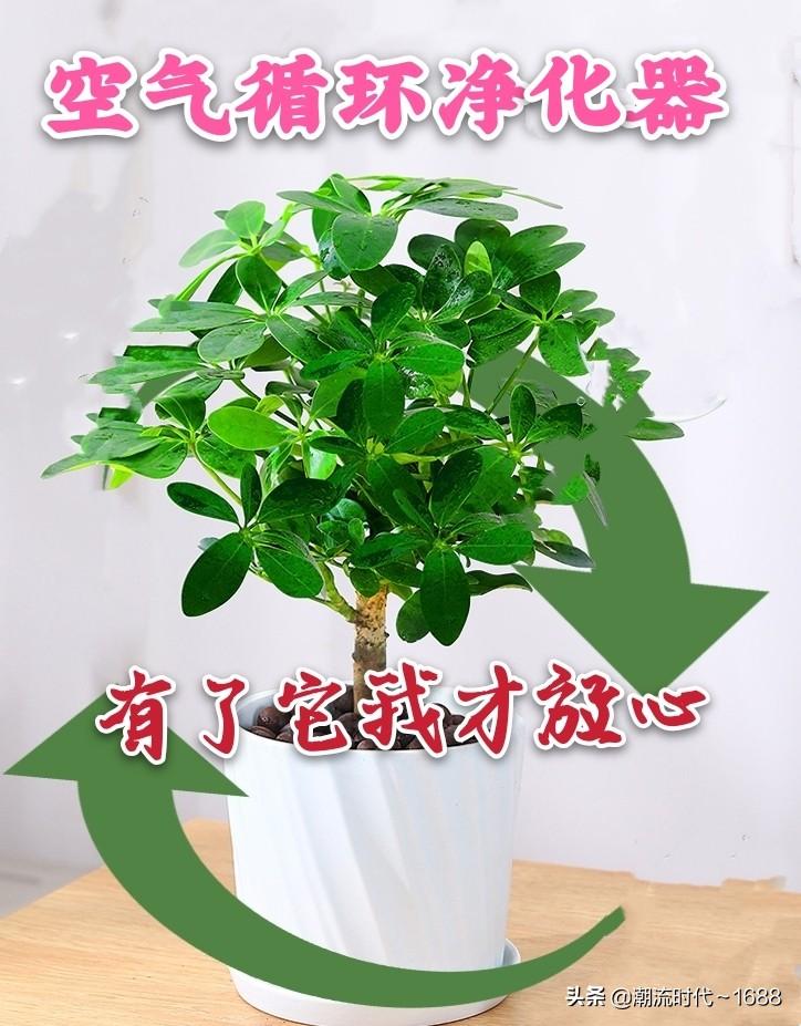 鸭掌木的扦插方法季节