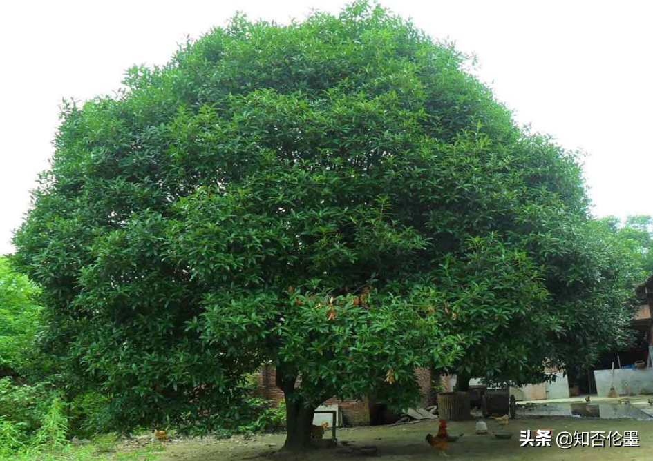 农村大门口栽什么树最好风水