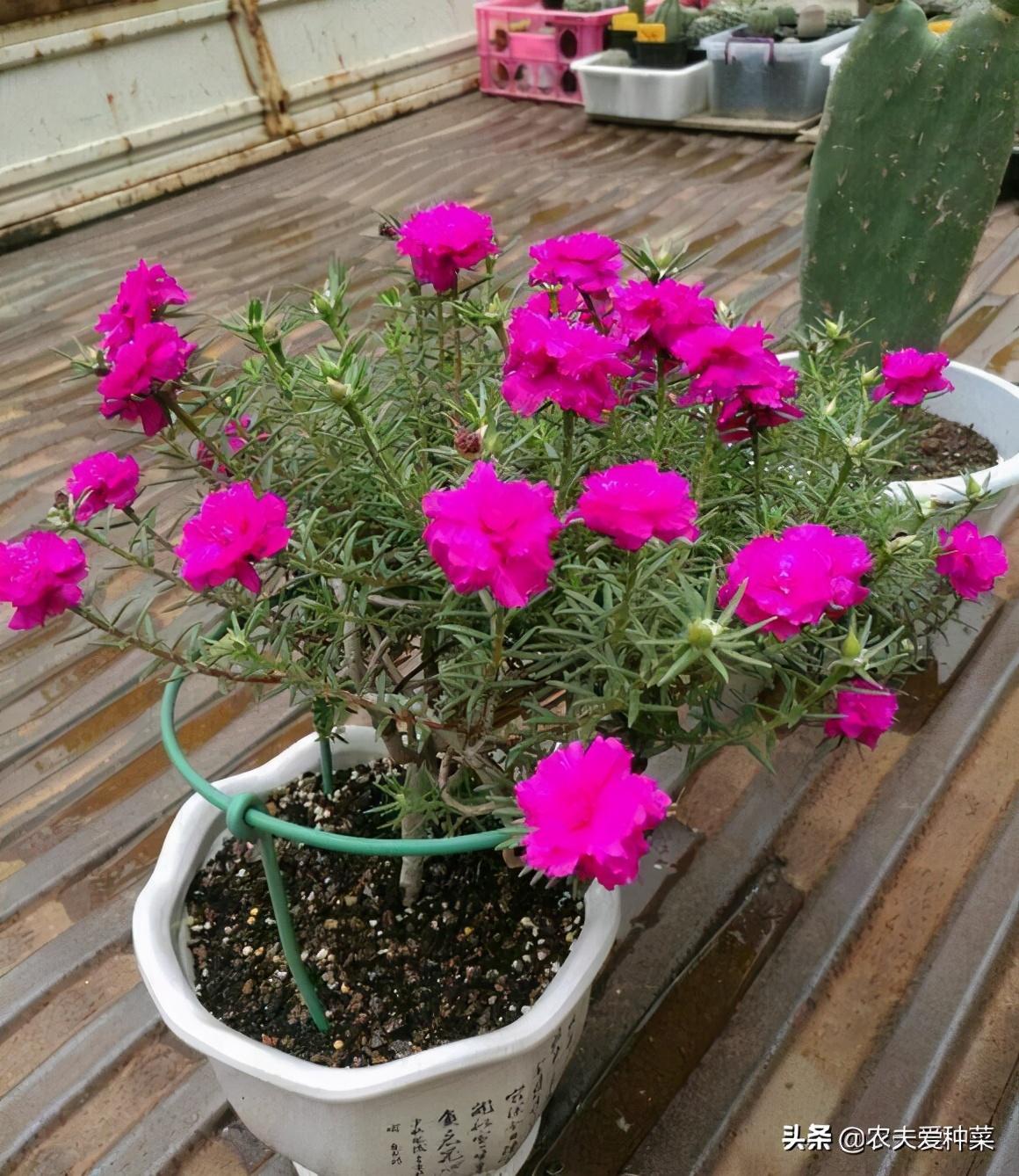 太阳花的花期是多久