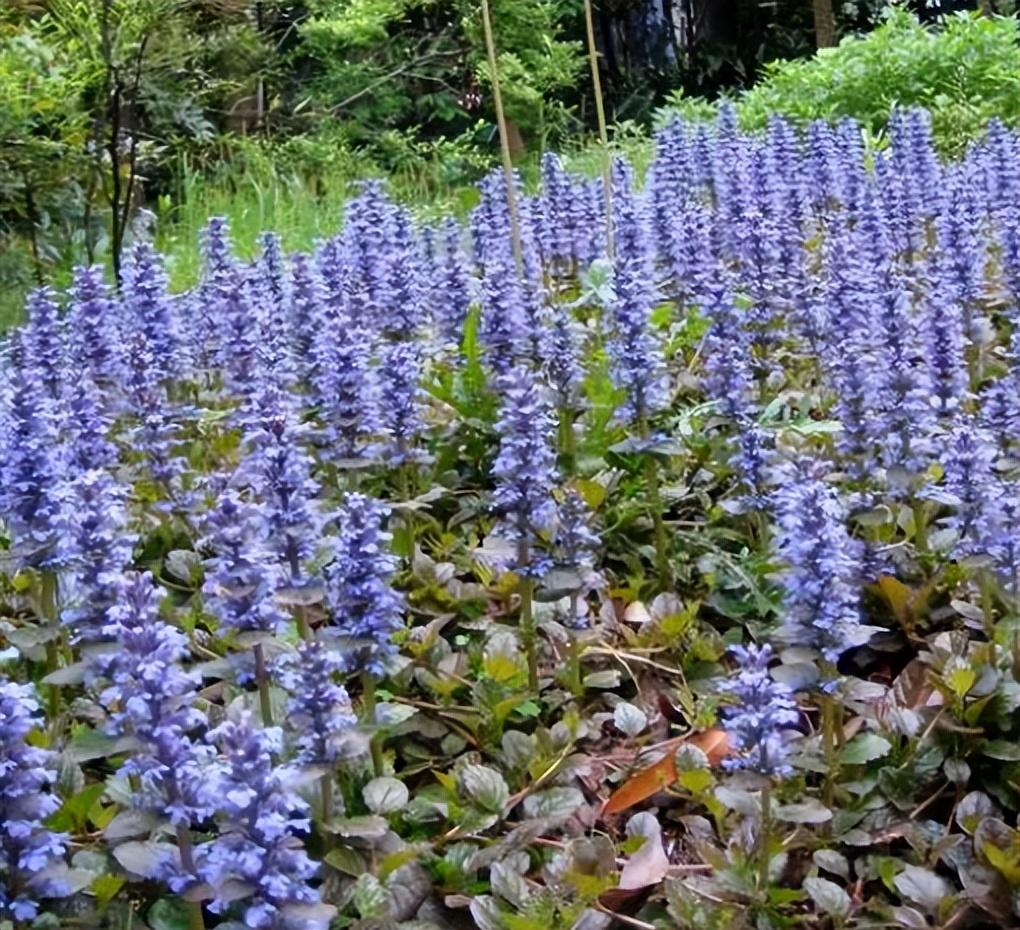 常见草本植物有哪些