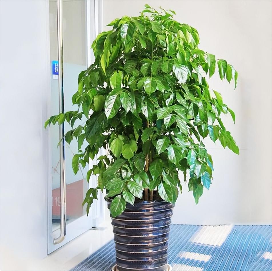 客厅适合摆放的十大植物