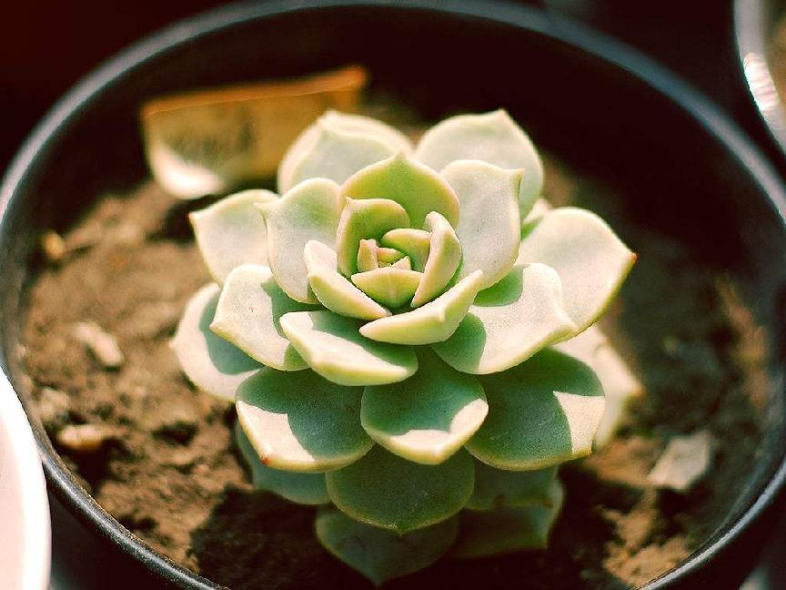 多肉植物花语是什么
