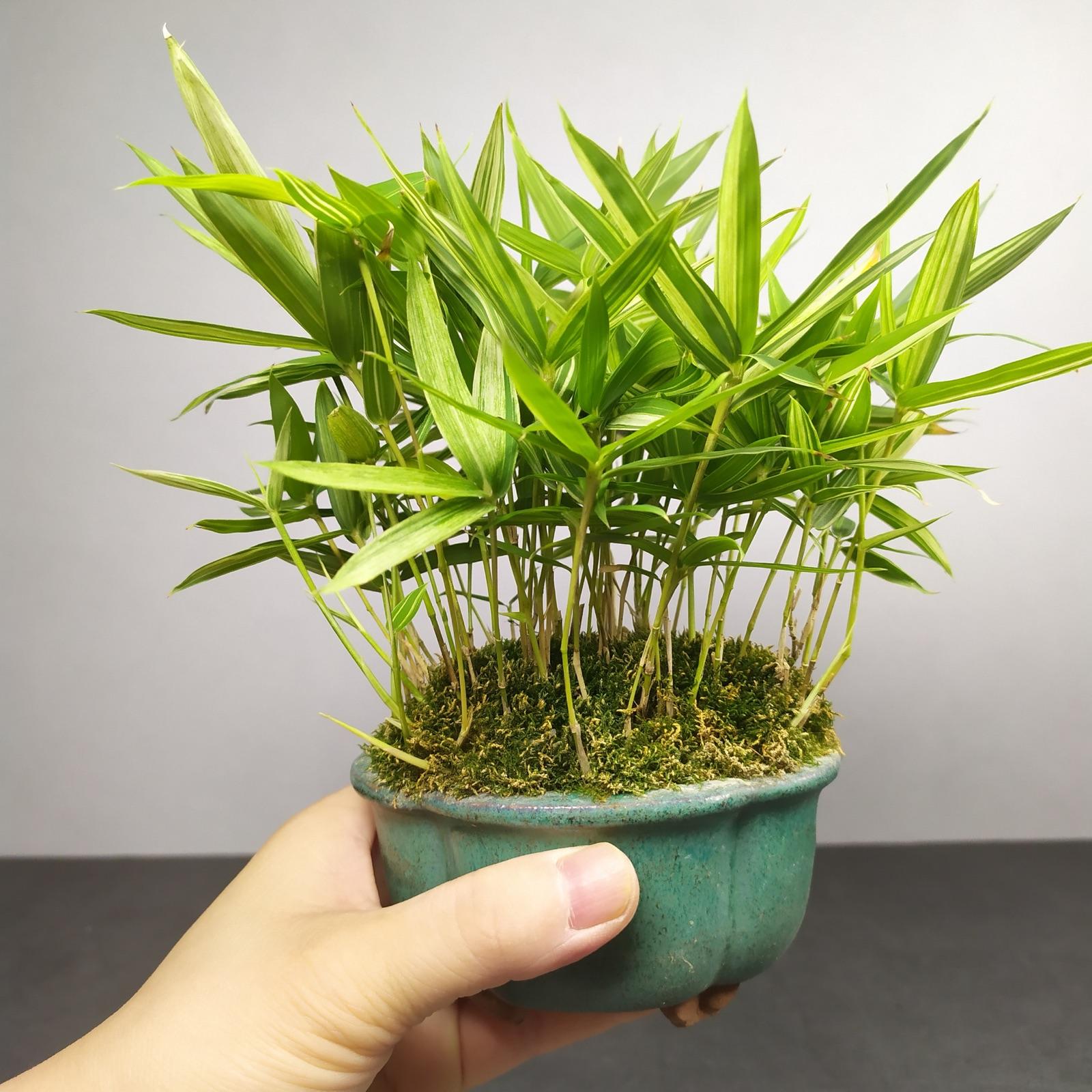 家里养凤尾竹好不好风水