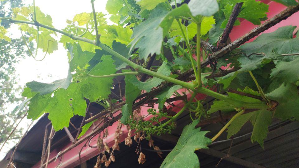 种葡萄树要注意风水问题吗