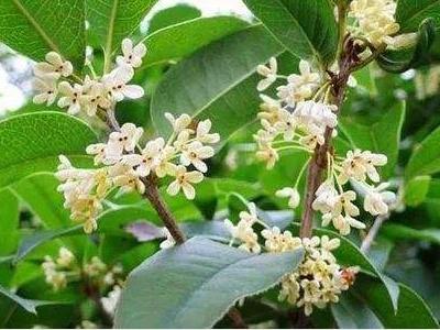 桂花的品种哪种最好看