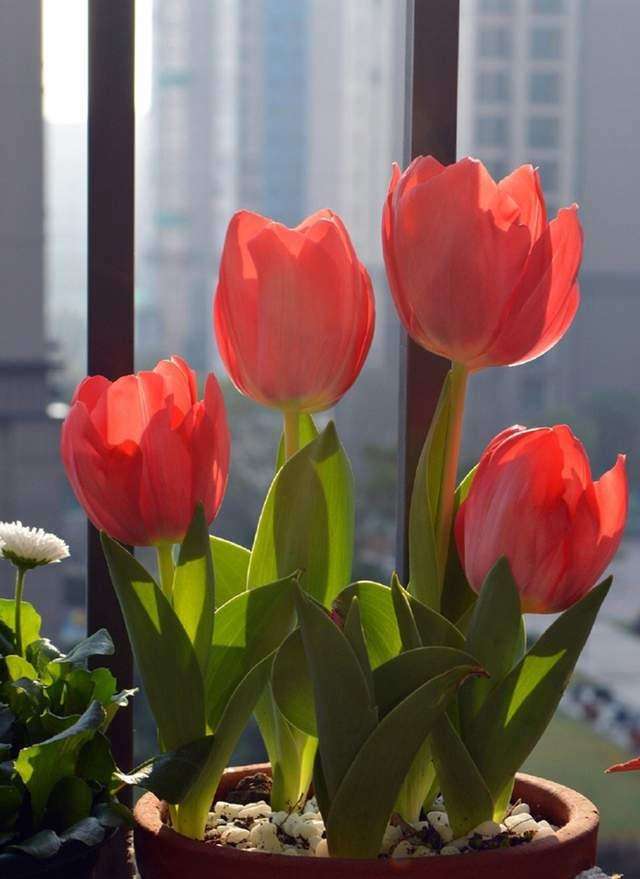 最香的花是什么花