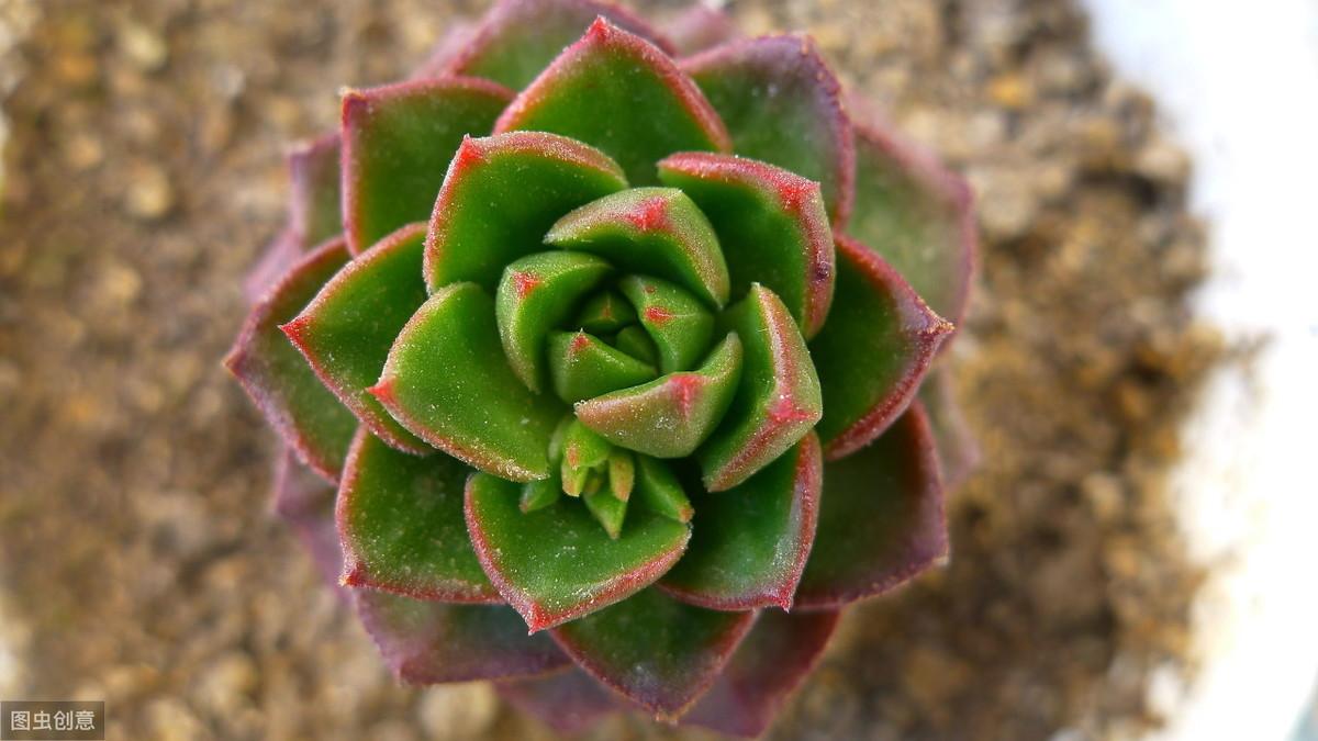 最容易养活的多肉植物有哪些
