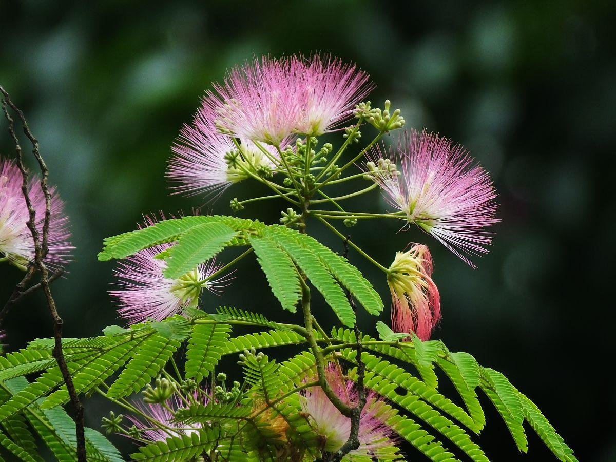 象征爱情的花有哪些