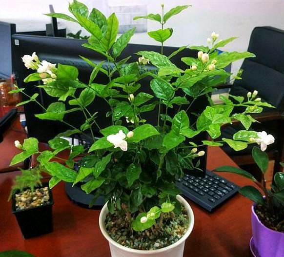 茉莉花最好的肥料有哪些