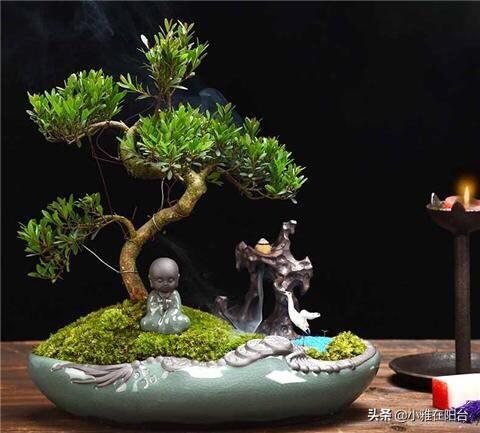 盆景植物造型制作方法有哪些