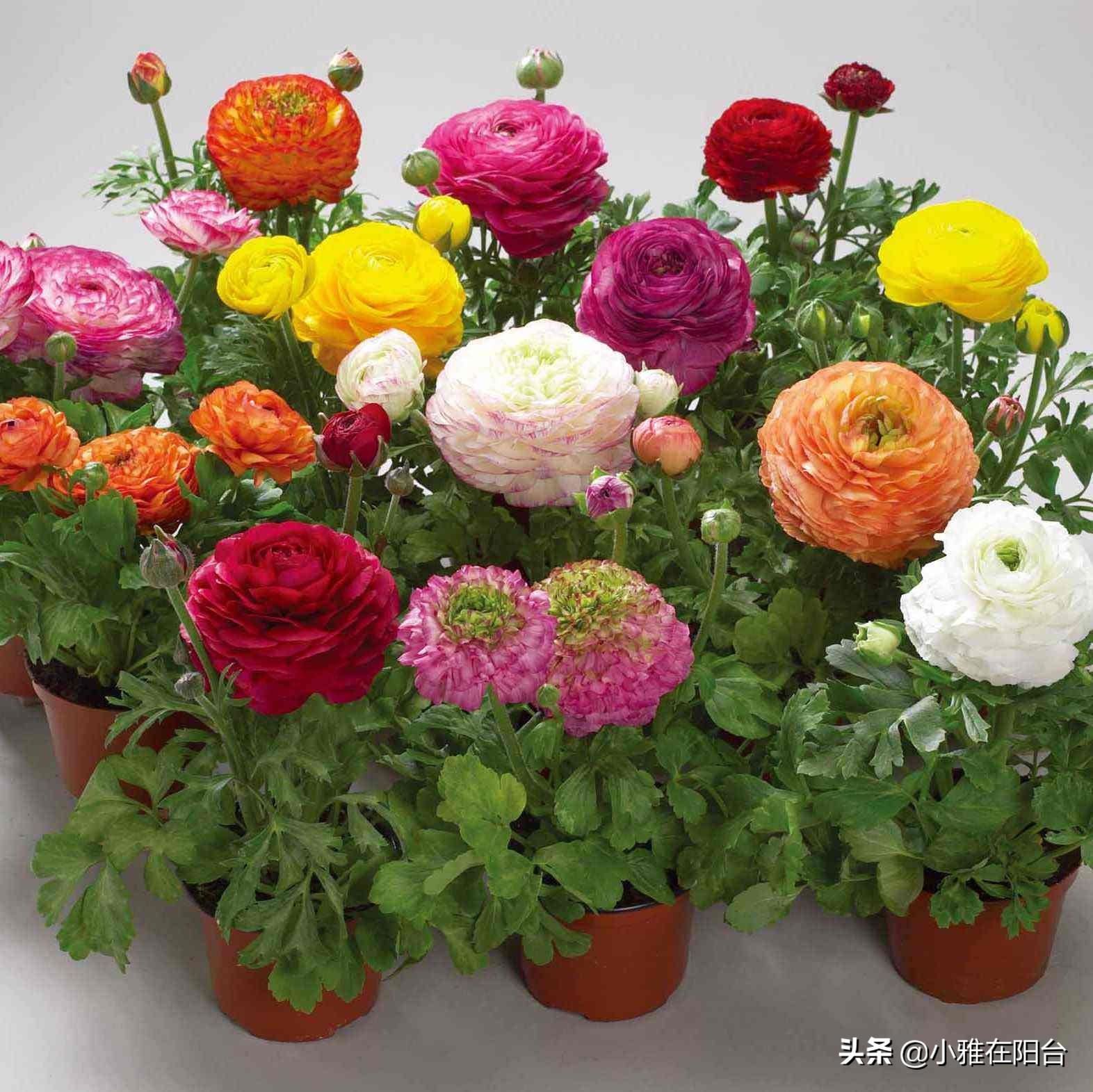 芹叶牡丹一年开几次花