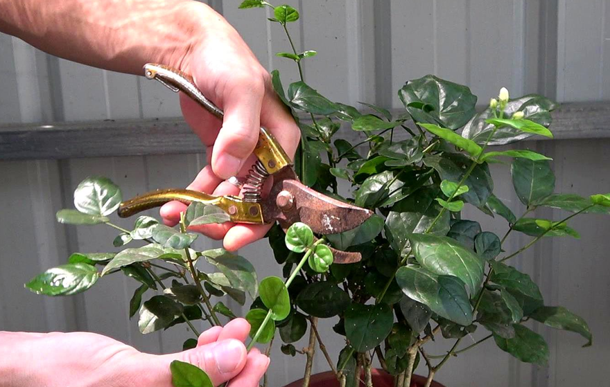 茉莉花种植条件和方法