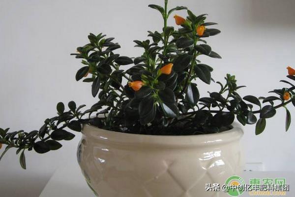 详细阅读:金鱼吊兰几月份开花 金鱼吊兰几月份开花