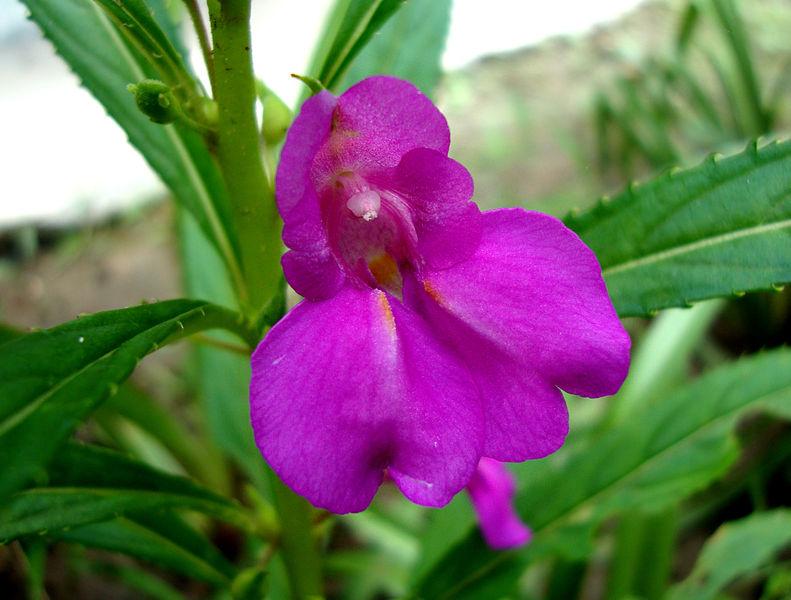 凤仙花花语和寓意