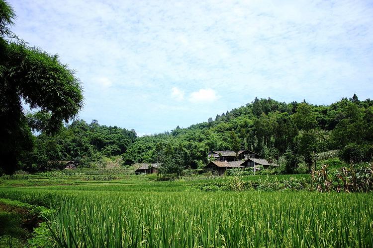 房后栽什么树风水最好