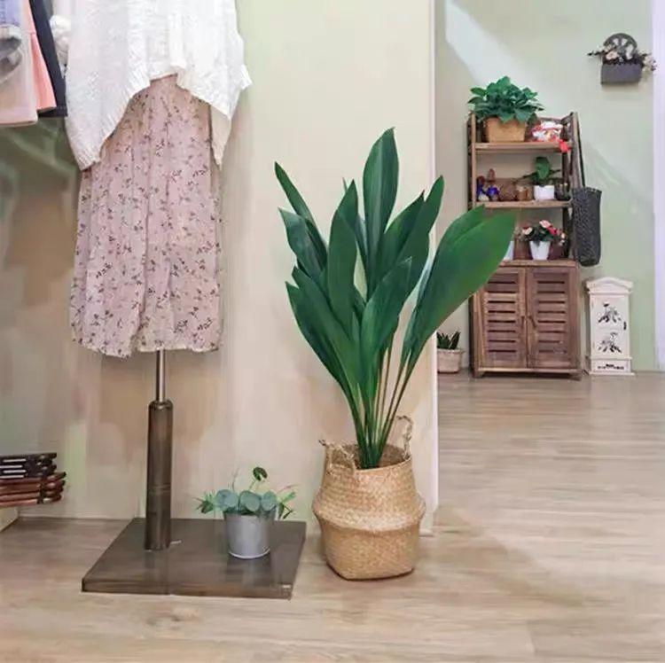 一叶兰耐寒吗多少度