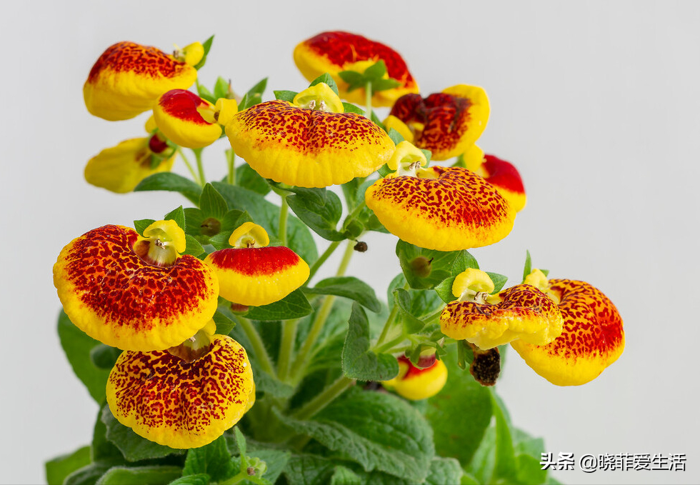 代表财源滚滚的花名