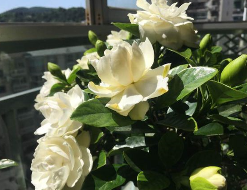 栀子花能种在家里吗
