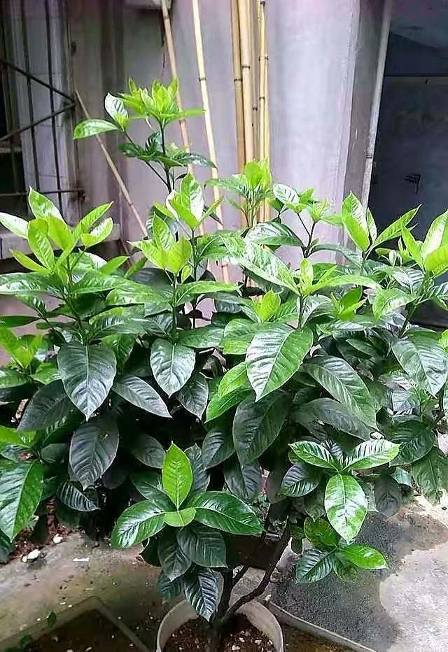 冬天栀子花要晒太阳吗