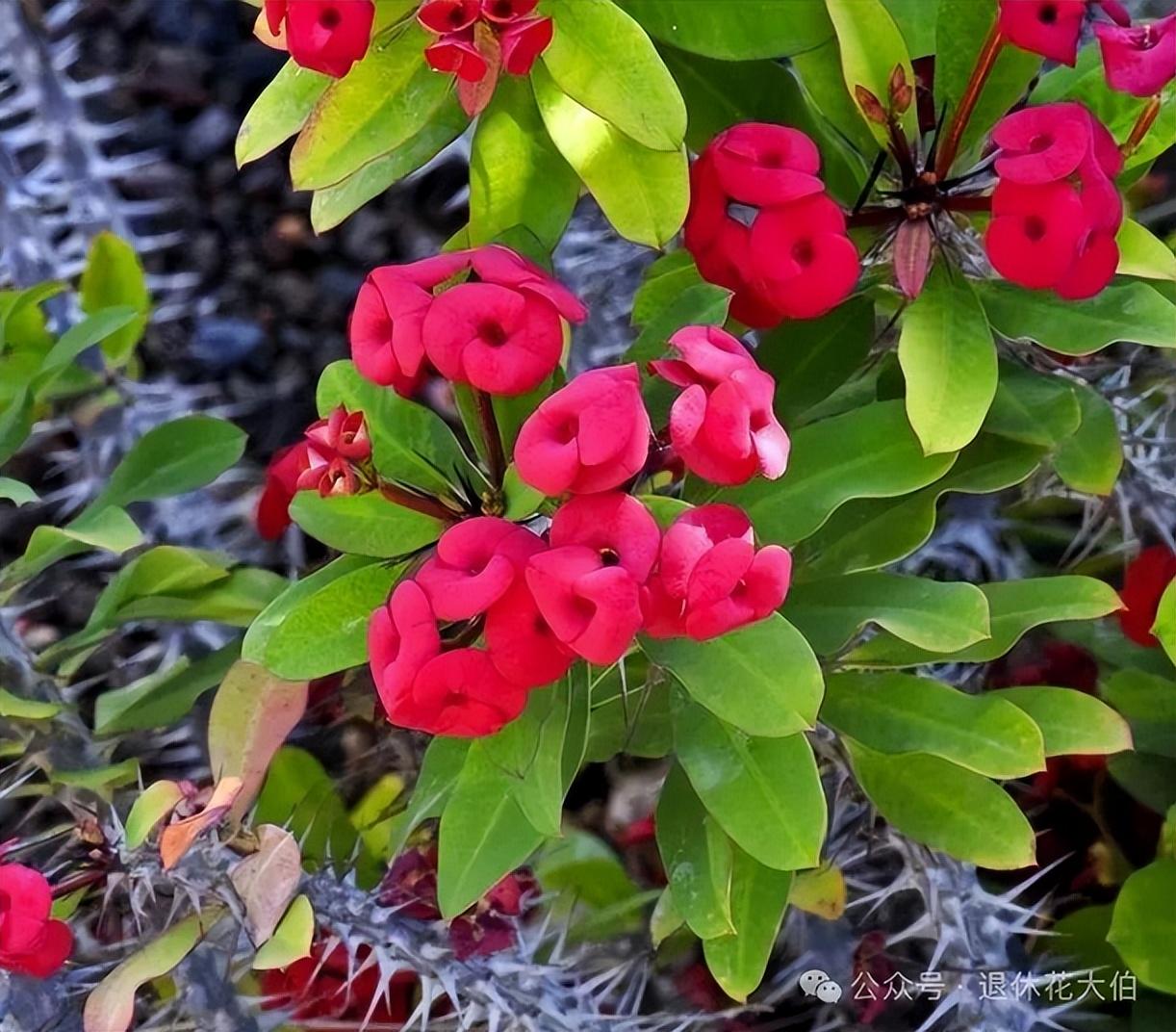家里万万不能养的三种花有哪些
