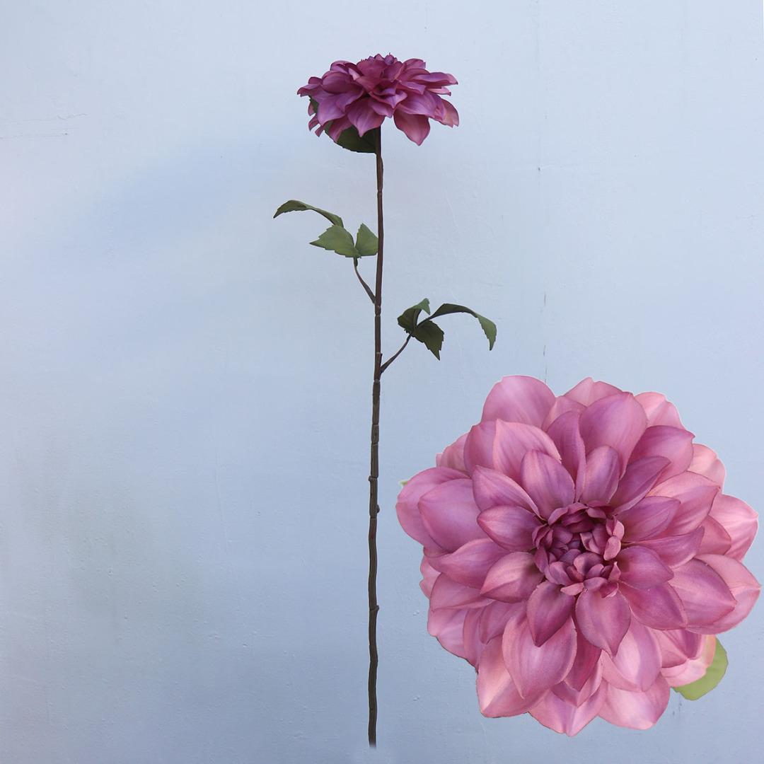 大丽菊的花语与寓意是什么