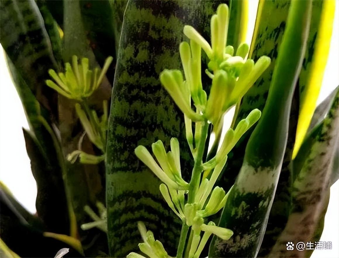 虎皮兰开花的寓意和象征风水