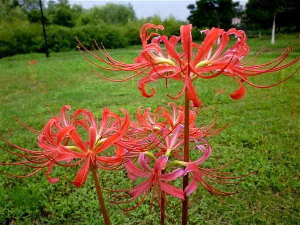 石蒜花什么时候开花结果