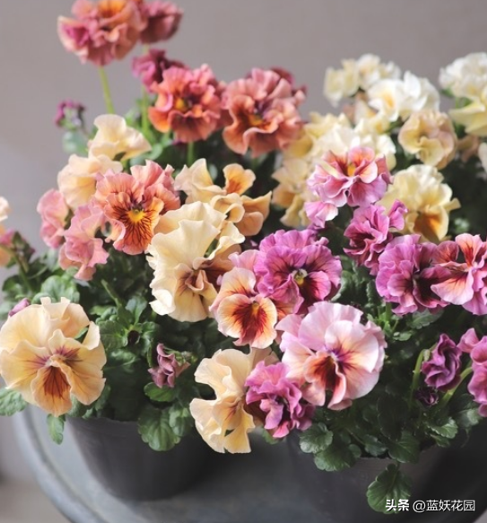 角堇花期过后怎么养护