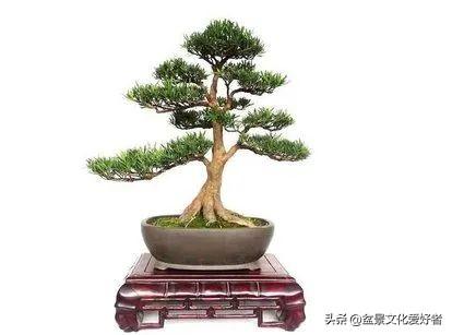 适合北方种的罗汉松品种有哪些