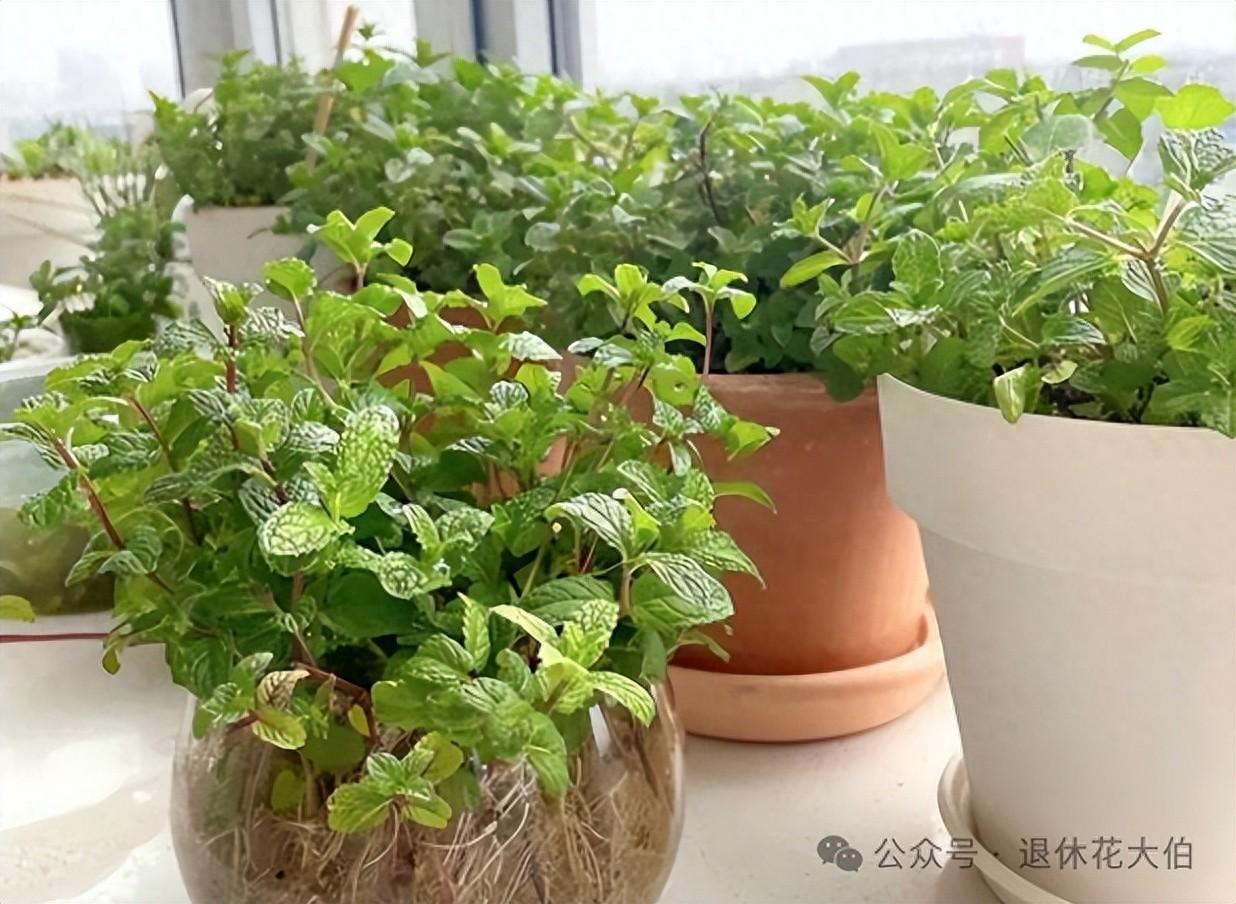 家里万万不能养的三种花有哪些