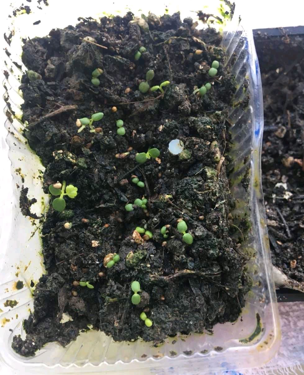 四季草莓种子的种植方法和技术