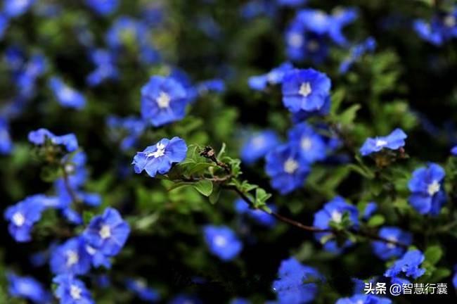 蓝星花的花语和寓意