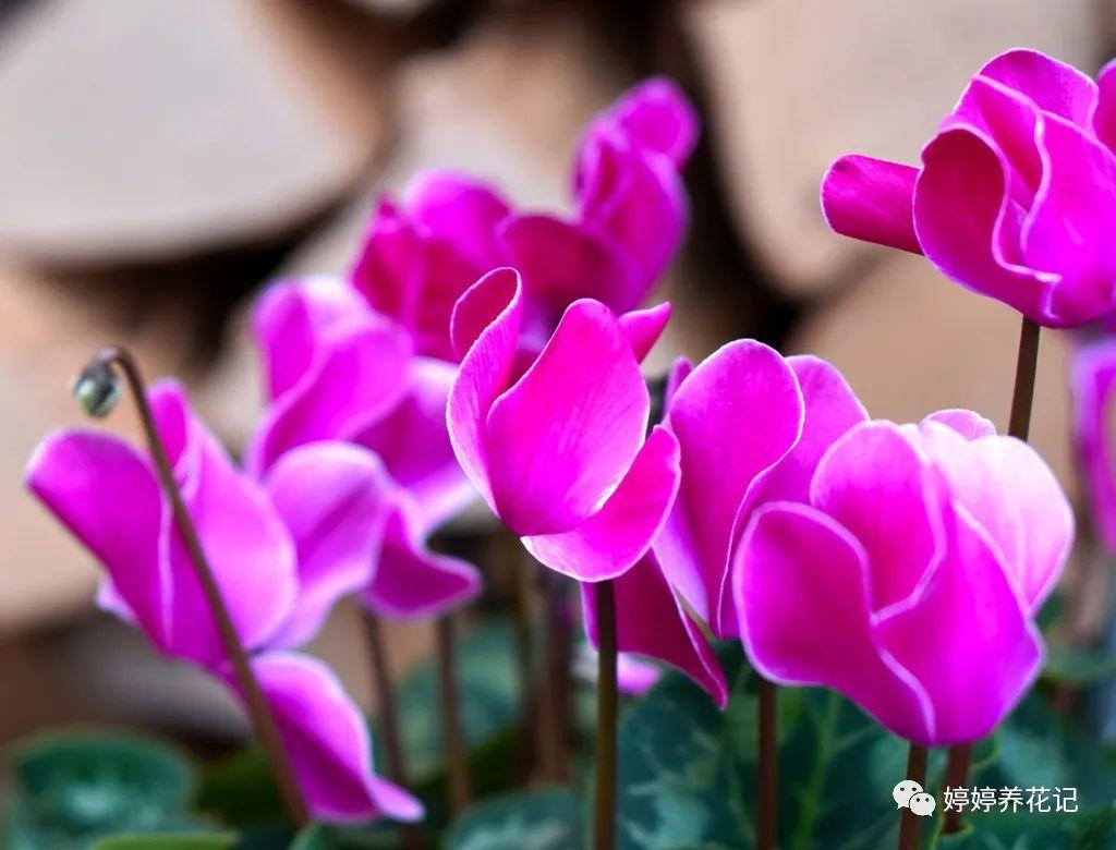 女性办公桌适合养的花