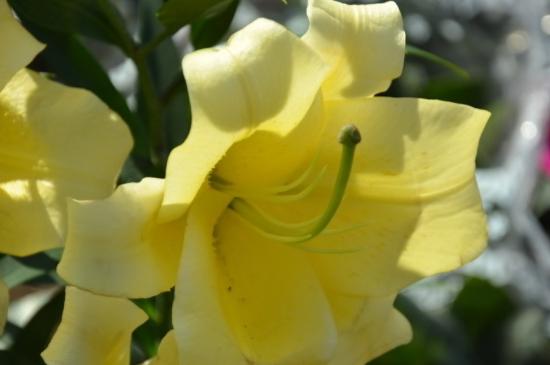 百合什么时候收获最好