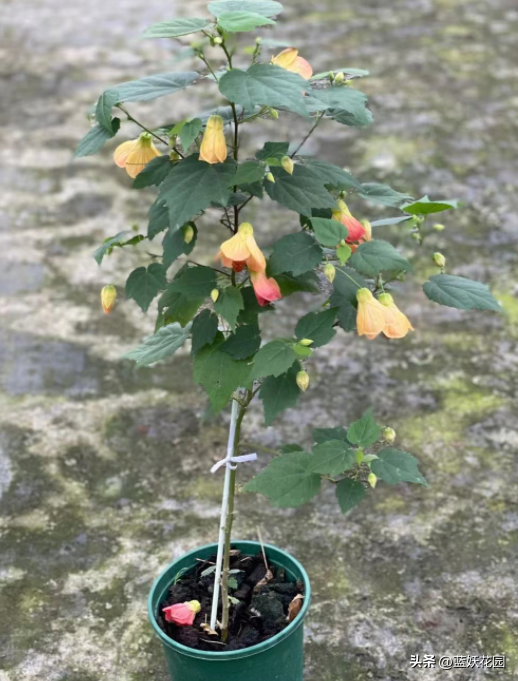 悬铃花花期时间