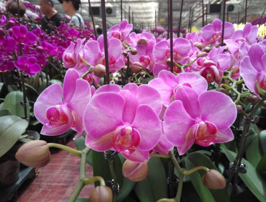 蝴蝶兰开花时间和样子