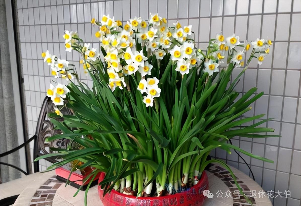 家里万万不能养的三种花有哪些