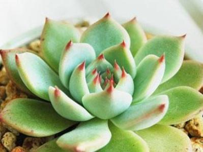 多肉换盆后多久晒太阳好