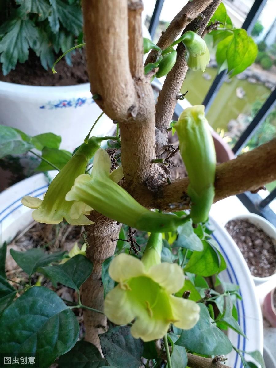 幸福树开花寓意着什么
