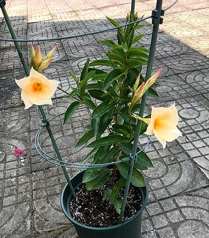 飘香藤的养殖方法和注意事项