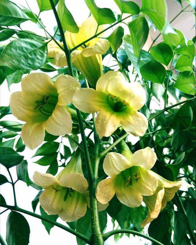 幸福树开花有什么预兆和寓意