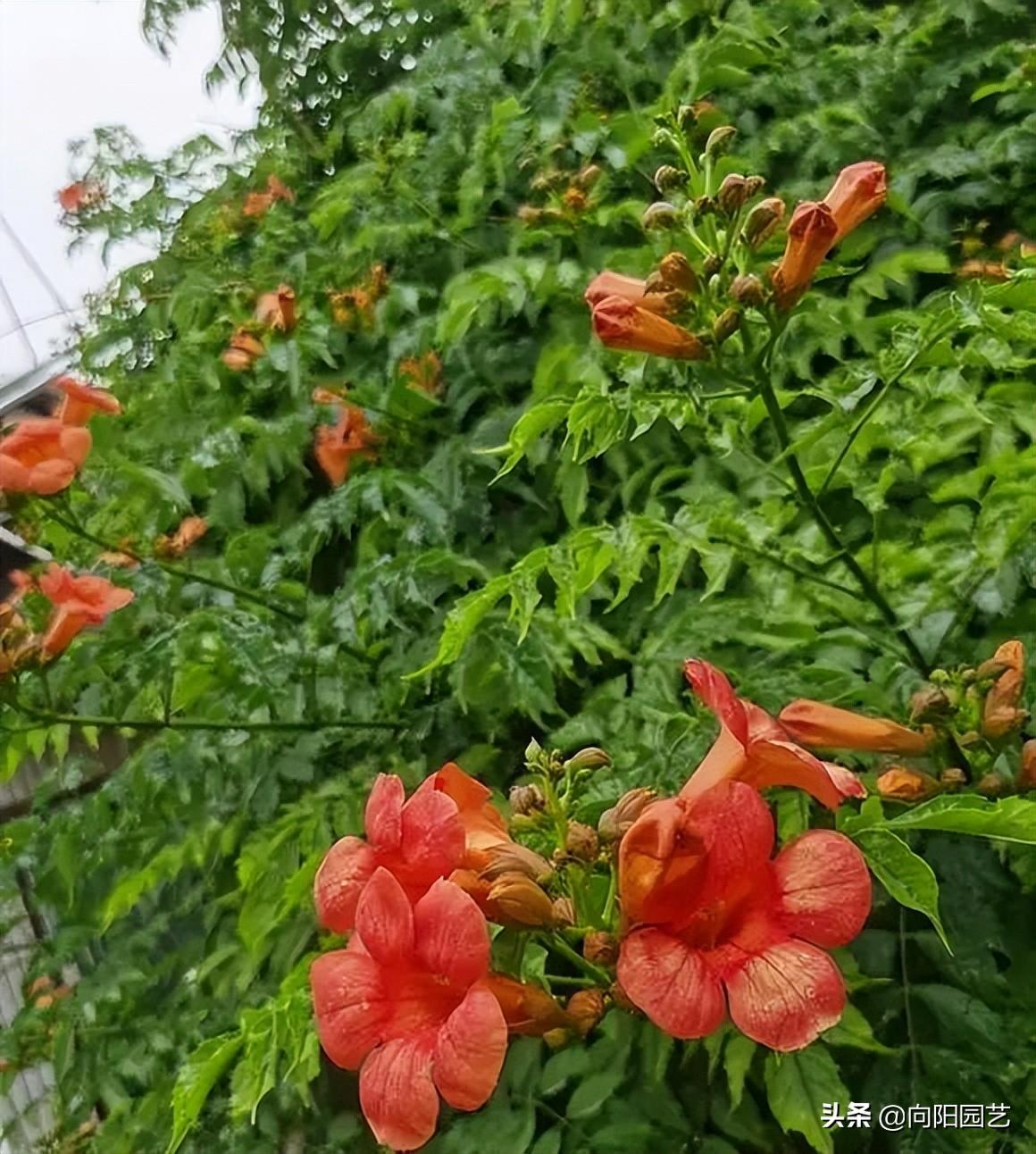 凌霄花几月份开花发芽