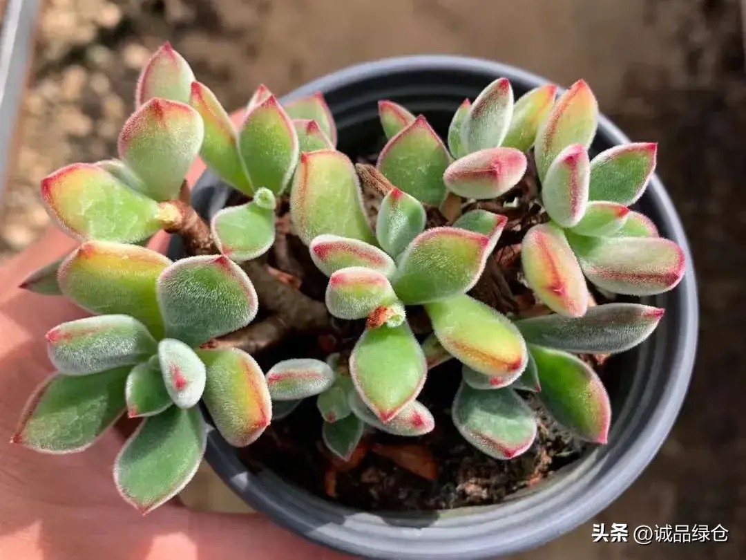 最漂亮的多肉排名榜
