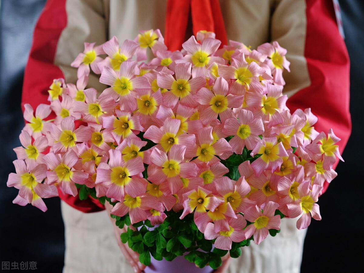 春天的花有哪些品种名称