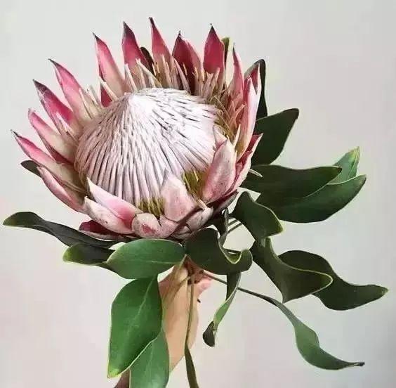 帝王花适合送什么人给他