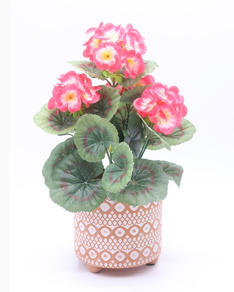 秋海棠花的寓意和象征是什么