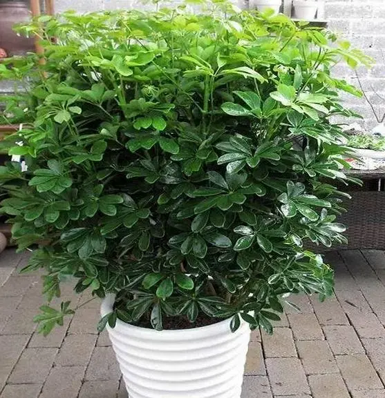 鸭掌木放客厅大忌