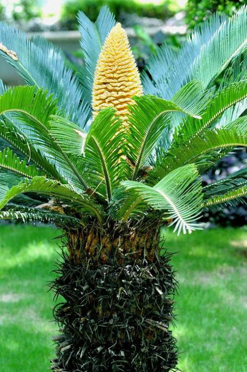 幸福树开花有什么预兆和寓意