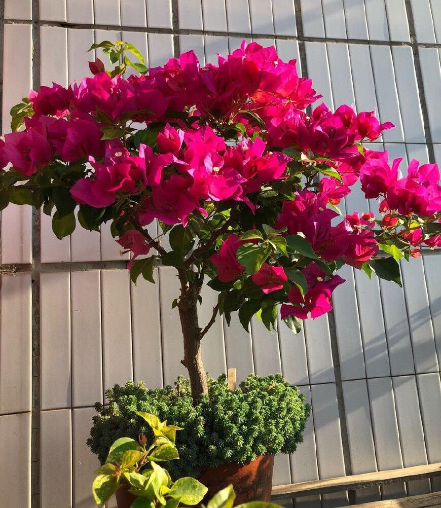 三角梅怎么修剪开花