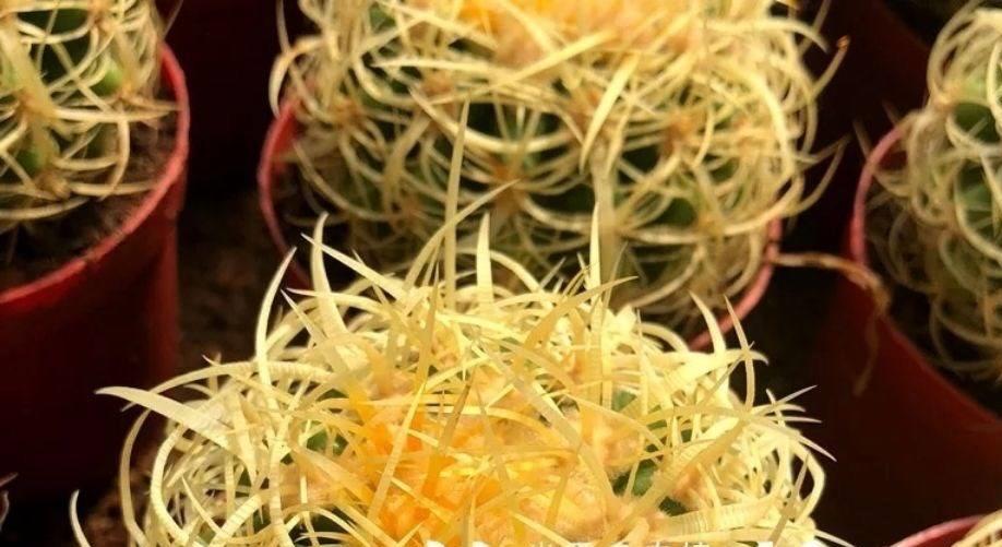金虎仙人球开花吗